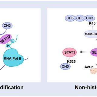 Setd Catalyzes Histone And Non Histone Substrate Methylation Setd