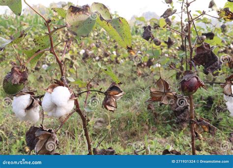 Peruvian Pima Cotton On Tree In Farm Stock Photo Image Of Green