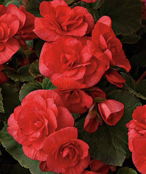 Solenia® Red Rieger Begonia Begonia X Hiemalis Proven Winners