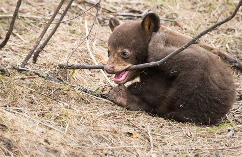 Why Do Black Bear Cubs Play Nature Labs