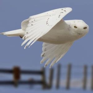 Snowy Owls The Rock Pile Garden Center