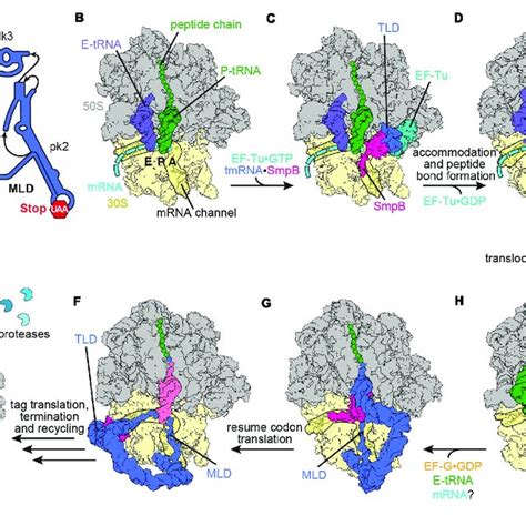 Pdf Ribosome Rescue Pathways In Bacteria