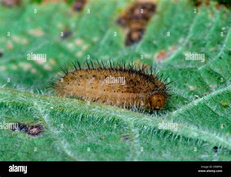 Duke of Burgundy - Hamearis lucina - larva Stock Photo - Alamy