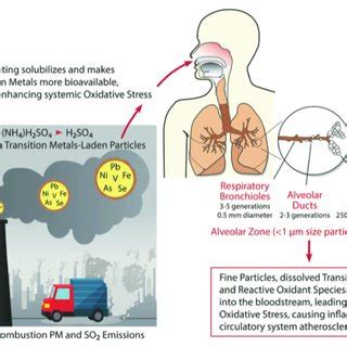 A causal pathway for systemic effects of fossil fuel combustion ...