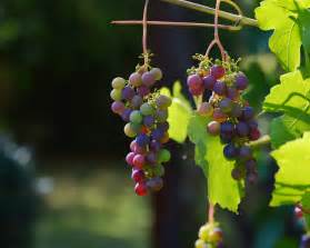 Kostenlose foto Natur Ast blühen Traube Rebe Wein Jahrgang