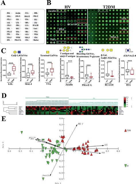 The Investigation Of Different Glycopatterns Of Salivary Glycoproteins