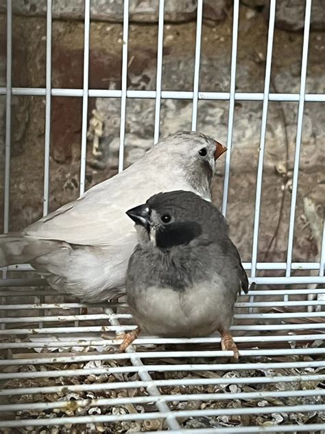 Zebra Finch Black Cheek Zebra Finch Mutations Featherland Bird Cage