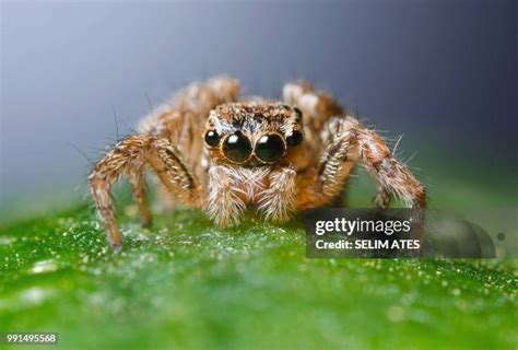 3,598 Tarantula Stock Photos, High-Res Pictures, and Images - Getty Images