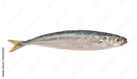 Round scad fish isolated on white background, Decapterus maruadsi Stock ...