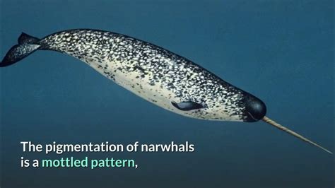 Narwhal Description Characteristics And Facts Youtube