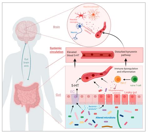 Microorganisms Free Full Text Role Of The Gut Microbiota In The