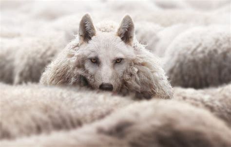 Biblical Wolf Sheep Clothing Stock Photos Free Royalty Free Stock