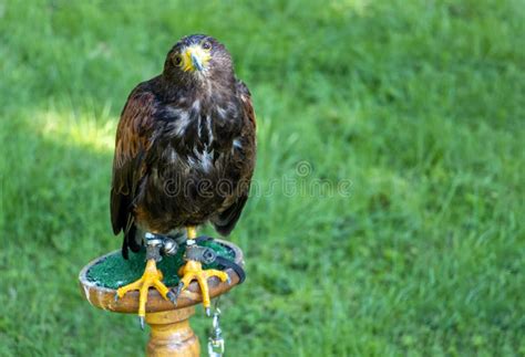 A Harris S Hawk Parabuteo Unicinctus Stock Photo Image Of