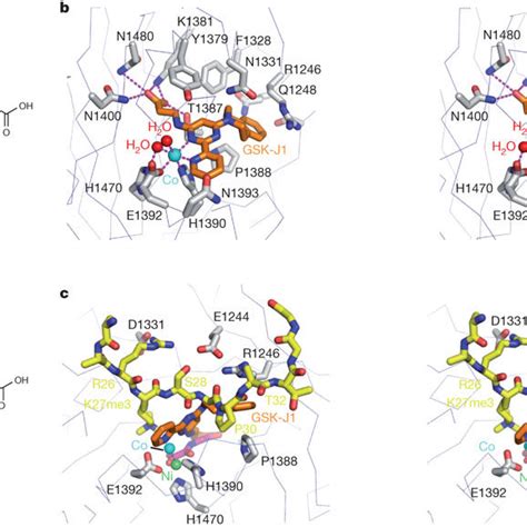 Structure Of The Inhibitor Gsk J1 Bound In The Catalytic Pocket Of