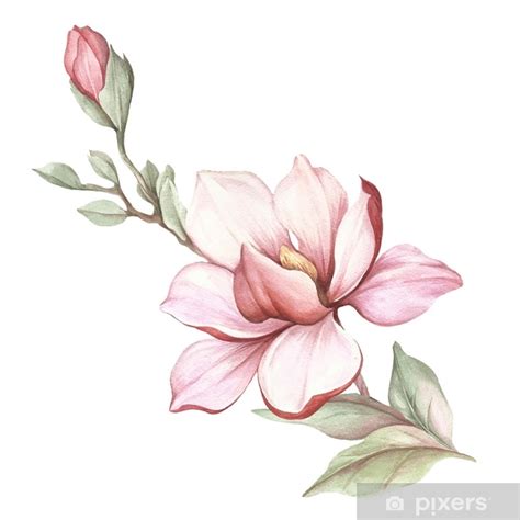 Prydnadskudde Bild Av Blommande Magnolia Gren Akvarell Illustration