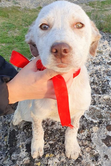 Cucciolo Meticcio In Adozione A Bologna Emilia Romagna Friuli Venezia