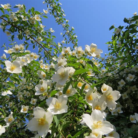 7 Sweet Mock Orange Jasmine seeds-1333 - Seeds & Bulbs