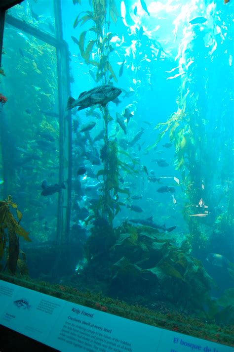 Monterey Bay Aquarium The Kelp Forest Inside The Monterey Flickr