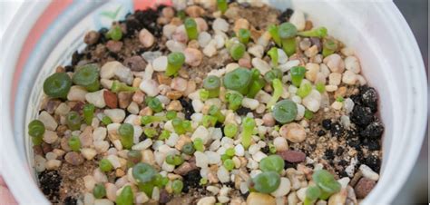 Growing Succulents From Seeds Uk