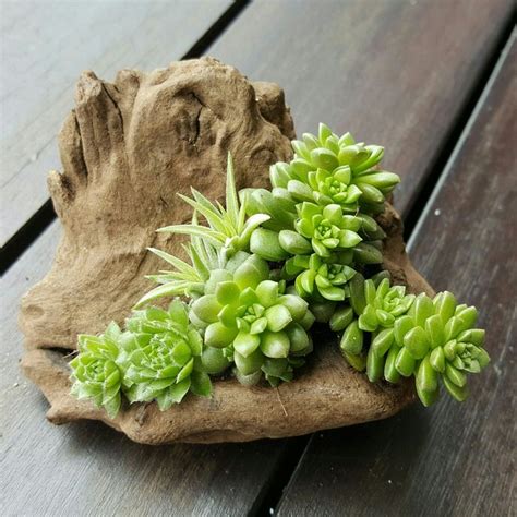 Driftwood Succulent Arrangement Featuring Sempervivums Tillandsias