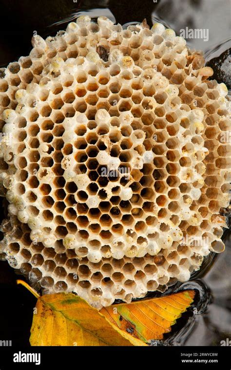 Yellow Jacket Nest In Florida