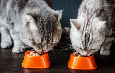 Top 5 Best Wet Cat Foods For Your Kitty, Per Feline Experts