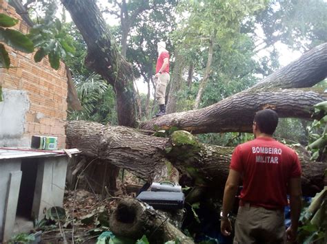 Rvore Tomba E Casa Tem Desabamento Parcial Durante Chuva Em Manaus