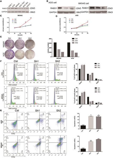 Depletion Of Rab31 Inhibits Gc Cell Proliferation Blocks Cell Cycle