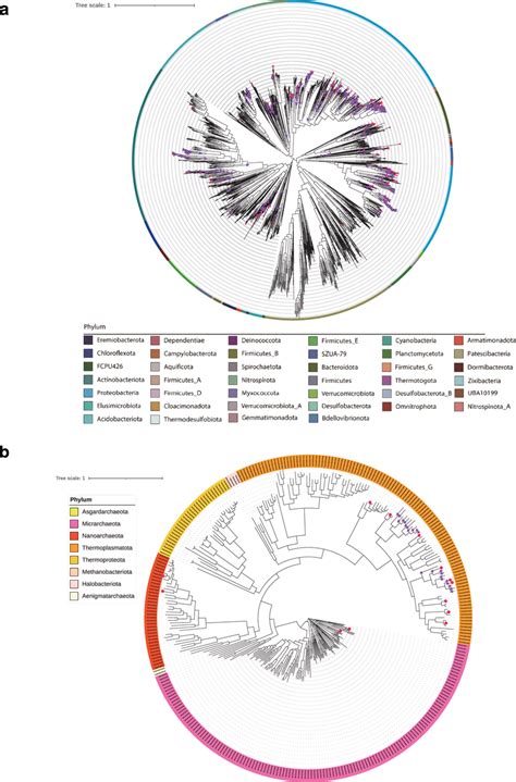 Maximum Likelihood Phylogenetic Trees Of Bacterial And Archaeal Mags At