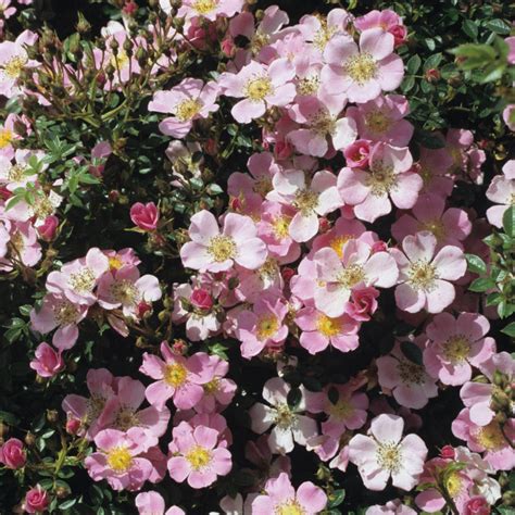 Ground Cover Roses | David Austin Roses