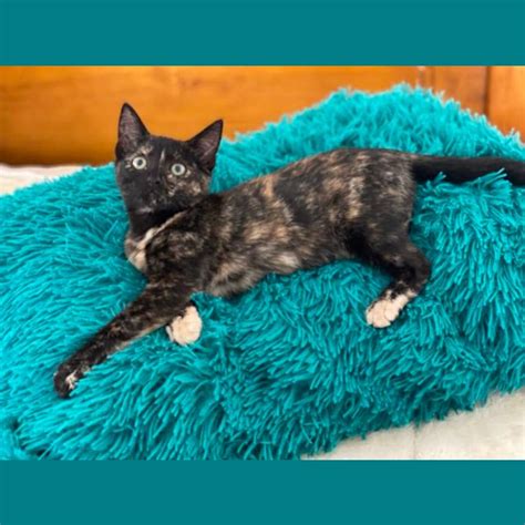 Charlotte Female Domestic Short Hair Cat In Qld Petrescue