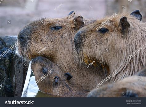 Capybara Family Hot Springs Onsen Stock Photo (Edit Now) 382425955