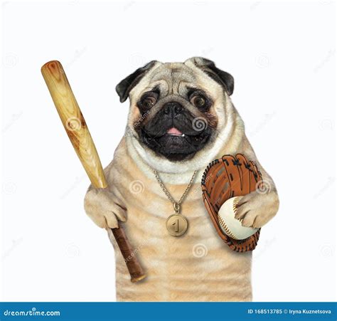 Dog Baseball Player With Medal Stock Image Image Of Catcher Activity