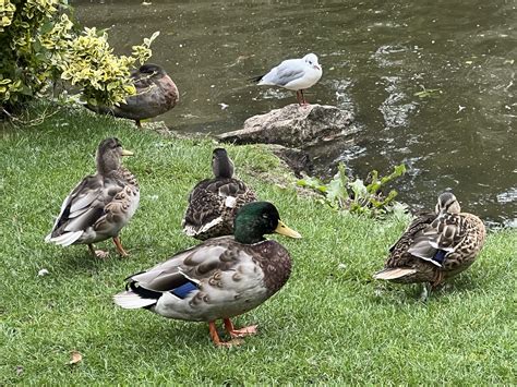 City Council set to finalise plans to dredge much loved duck pond at