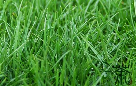 10 лучших видов газонной травы: названия и описания, с фото и ...