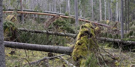 Ta Hand Om Skogens Hälsa Min Skog