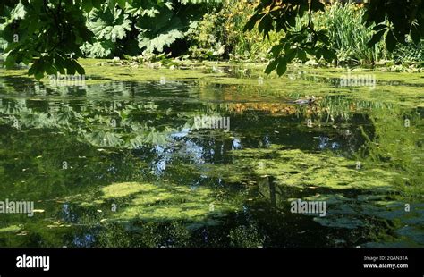 Gardens In Syon Park London Uk Stock Photo Alamy