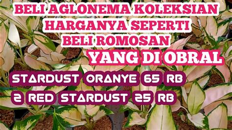 Beli Aglonema Koleksian Harganya Seperti Beli Romosan Yg Di Obral Youtube