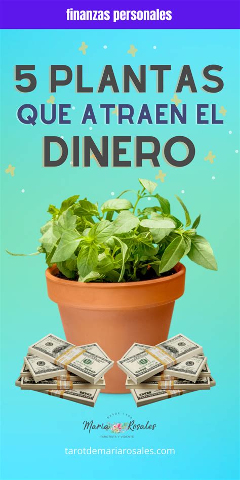 5 Plantas Que Atraen Dinero Y Mejoran Tus Finanzas Plantas De Buena