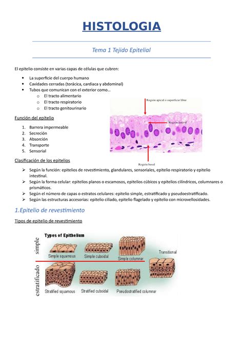 Apuntes Histologia HISTOLOGIA Tema 1 Tejido Epitelial El Epitelio