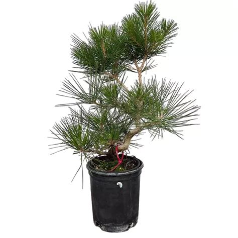 Japanese Black Pine - Jiffy Plants