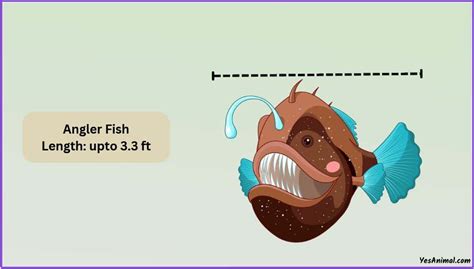 Anglerfish Size How Big Are They Compared To Others