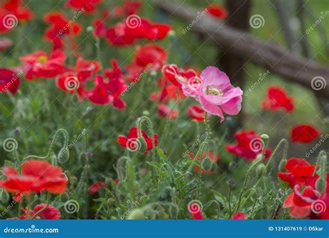 Pink Poppy in a Field of Red Poppies Stock Image - Image of nature ...