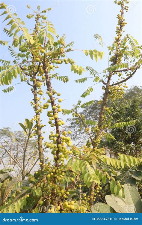 phyllanthus acidus  tree  farm stock photo image  spring tree
