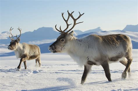 Caribou Vs Moose Vs Elk Whats The Difference In Size Weight And