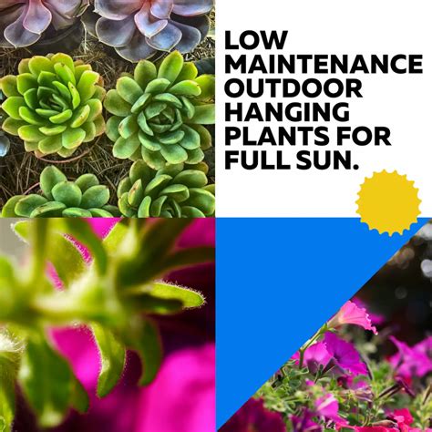 Low Maintenance Outdoor Hanging Plants for Full Sun. - Blooming Expert