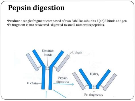 Immunoglobulins Complement And Immunodefeciency Disorders