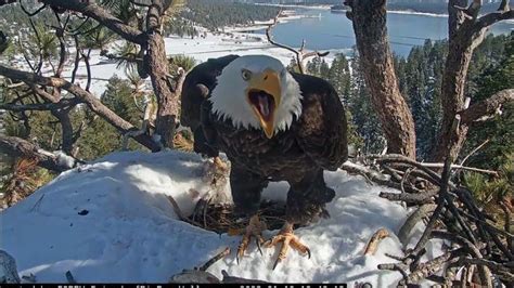 Another day Big Bear Bald Eagle Live Nest Cam / Big Bear Bald Eagle