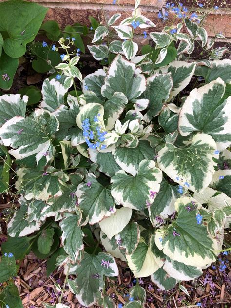 Brunnera macrophylla 'Variegata' - PictureThis