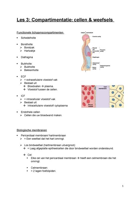 Smv Les Samenvatting Les Compartimentatie Cellen Weefsels